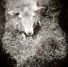 Diana in NY: Sheep on the farm